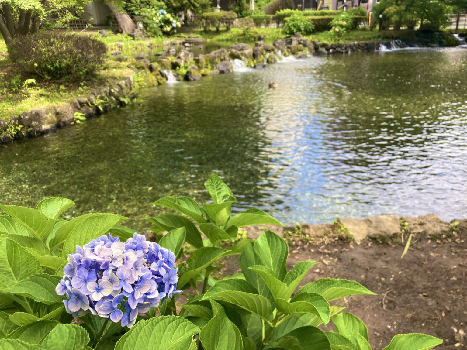 三島駅近くの白滝公園