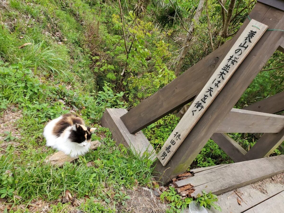 美の山公園ハイキング